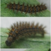 melit phoebe larva4hib volg1